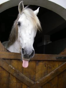 brighton horse riding